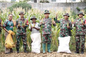Panen Raya Jagung Lahan Urban Farming, Wadanramil  Hasilnya Belum Maksimal Kita Harus Terus Belajar