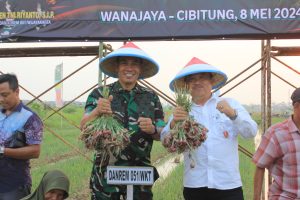 Danrem 051/Wkt Panen Bawang Merah di Wilayah Cibitung Kab. Bekasi