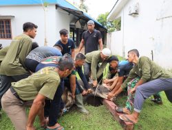 Lantamal I Laksanakan Sholat Idul Adha 1445 H dan Pemotongan Hewan Qurban