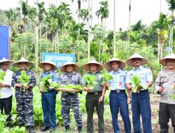 Dukung Program Ketahanan Pangan Nasional, Lanal Sabang Panen Raya Sayur-Sayuran*