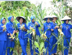 Lanal Tanjung Balai Asahan Turut Sukseskan Panen Raya Serentak Jajaran TNI AL