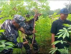 Komandan Lanal Bandung Hadiri Panen Raya TNI AL Serentak dan Pameran UMKM di Lampung