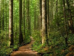 Hari Hutan Indonesia, ternyata tanggal 7 Agustus 2024. Yang kebetulan ada peringatan Hari Mercusuar Nasional dan Hari Hati Ungu. Rabu 7Agts 2024