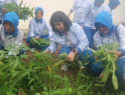 PANEN RAYA KANGKUNG DI LAHAN KETAHANAN PANGAN LANAL BENGKULU