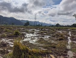 Duka di akhir Tahun, Banjir Bandang di Kel Pasar Sarulla Kab Taput Sumut Ratusan Rumah Terendam