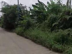 SDA SEGERA MENEBANG POHON YANG RINDANG DI JLN BKT JAKUT