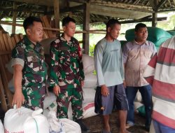 BULOG Bersama Babinsa Laksanakan Monitor Panen Dan Penyerapan Gabah Di Bojongmangu, Bekasi