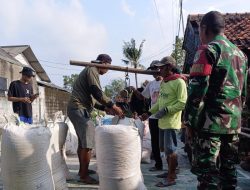 Babinsa Koramil 05/Cibitung Dukung Penyerapan Gabah Petani Oleh Bulog Di Desa Sarimukti