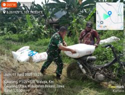 Babinsa Koramil 07/Cikarang Dampingi Panen Dan Serap Gabah Di Desa Waluya