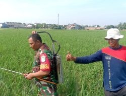 Babinsa Cimuning Dampingi Petani Rawat 12 Hektar Lahan Sawah : Wujud Nyata Ketahanan Pangan Di Kota Bekasi