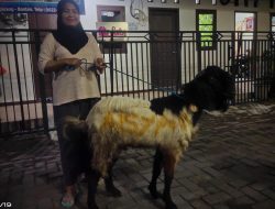 Siti Aisyah Wartawan Media Nawacitalink.com, Beli Hewan Kurban Tahun Ini dan Siap Saksikan Proses Penyembelihannya