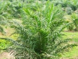 Diduga Salah Eksekusi, Satgas PKH & Kejagung di Padang Lawas Sumut Tuai Kritik