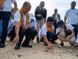 Pelepasliaran Tukik Penyu Sisik di Pulau Bidadari: “Seribu Tukik Sejuta Harapan”