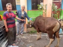 Yayasan Pendidikan Umum Satya Karya (SD-SMP Taman Pusaka) Tanjung Priuk Salurkan Hewan Qurban untuk Warga Sekitar